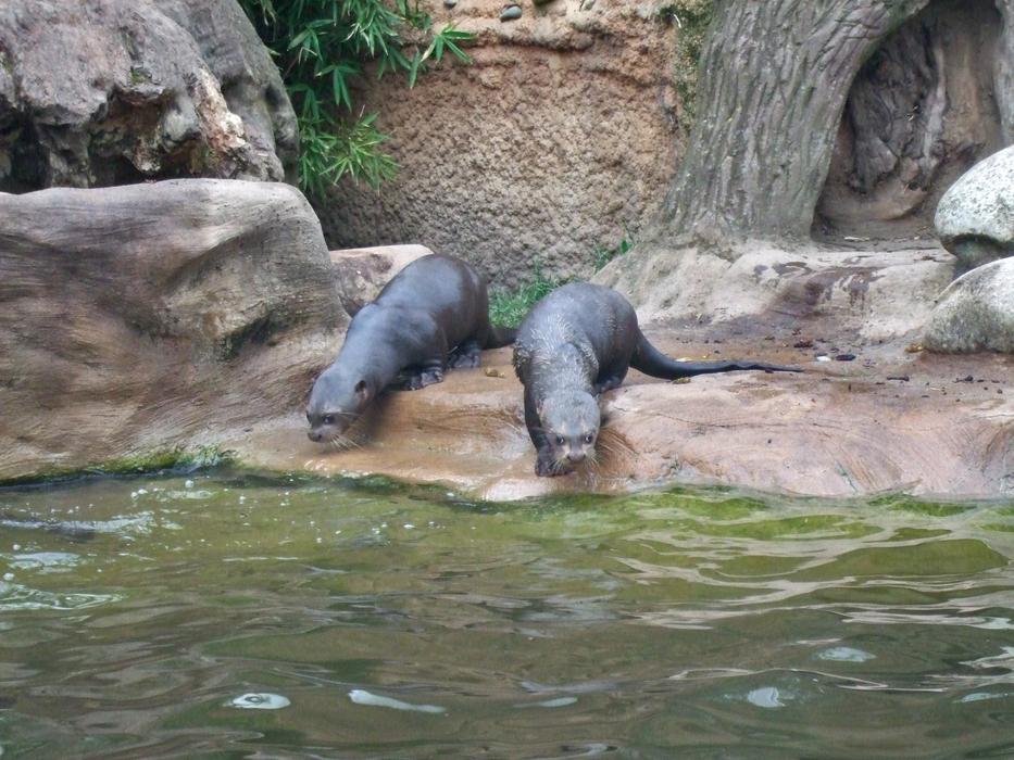a couple of seals on a stone near a lake in a zoo