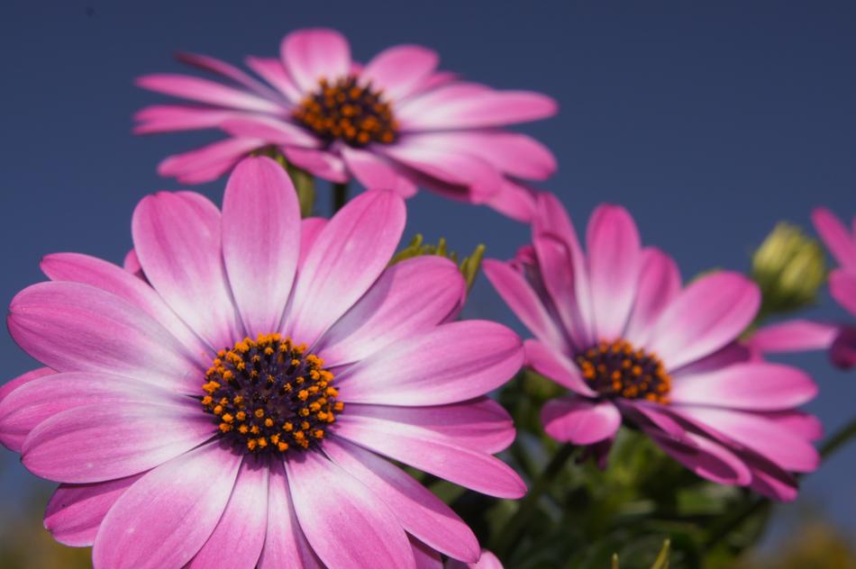 ravishing Spring pink