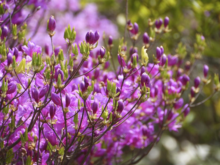 Flowers Azalea Mount