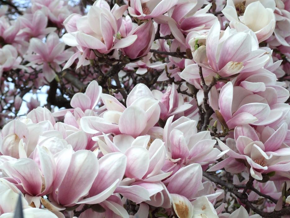 absolutely beautiful Spring Magnolia