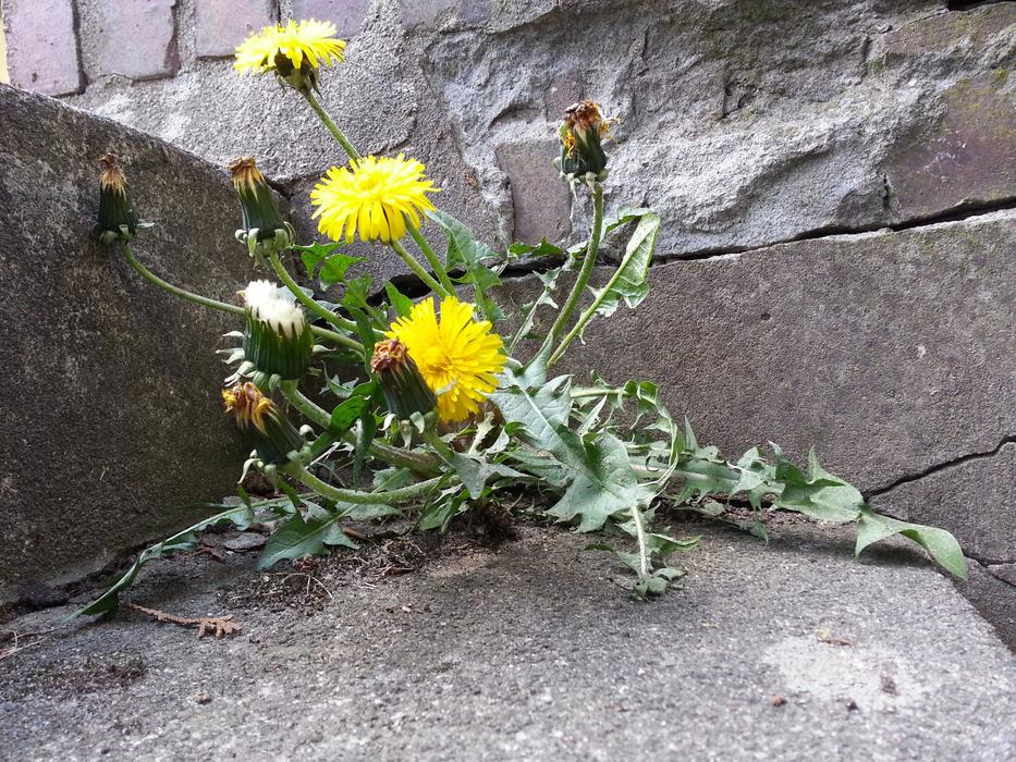 Dandelion Wall
