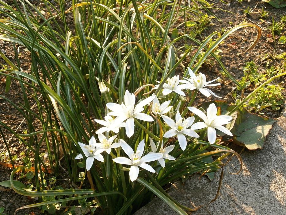 Ornisogaram White Flowers