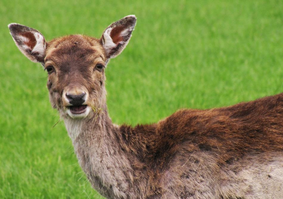Roe Deer Curious Interested