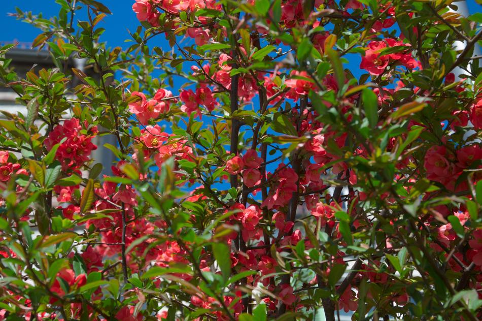 Garden Sky Flowers