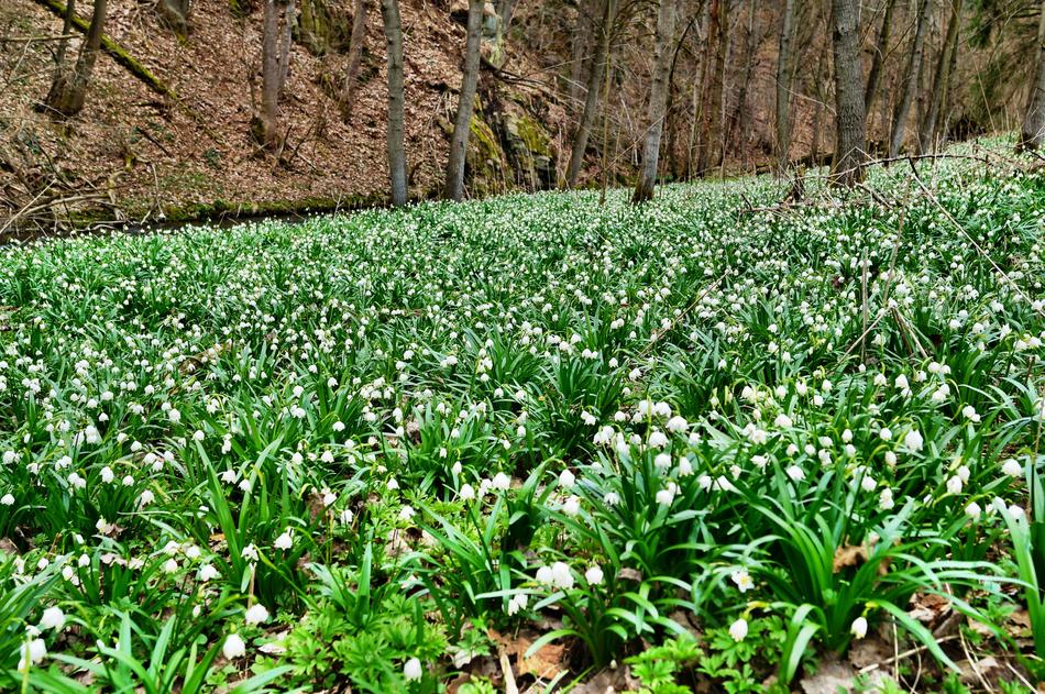 Polenztal MÃ¤rzen Cup Meadows