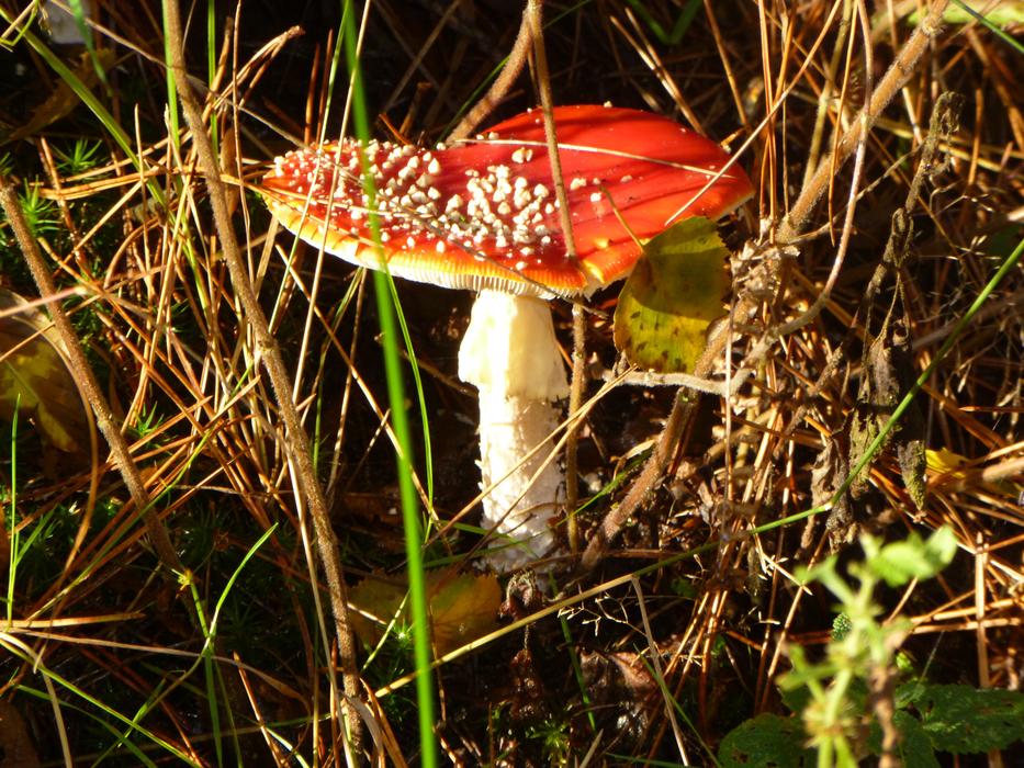 autumn grass and red fly agaric
