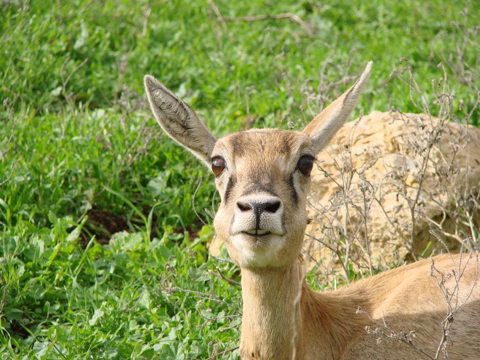 Cheeky Roe Deer Nose