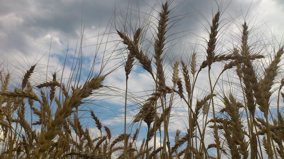 Wheat Meadow