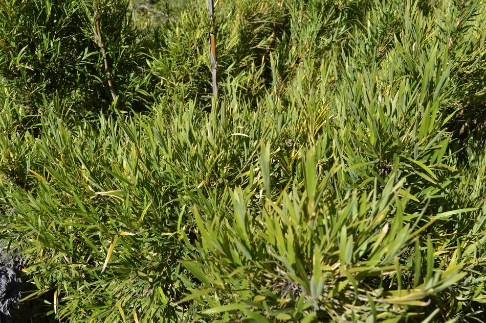 Chusquea Culeou Colihue plants
