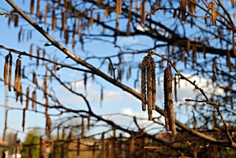 Spring Willow Signs Of Blue