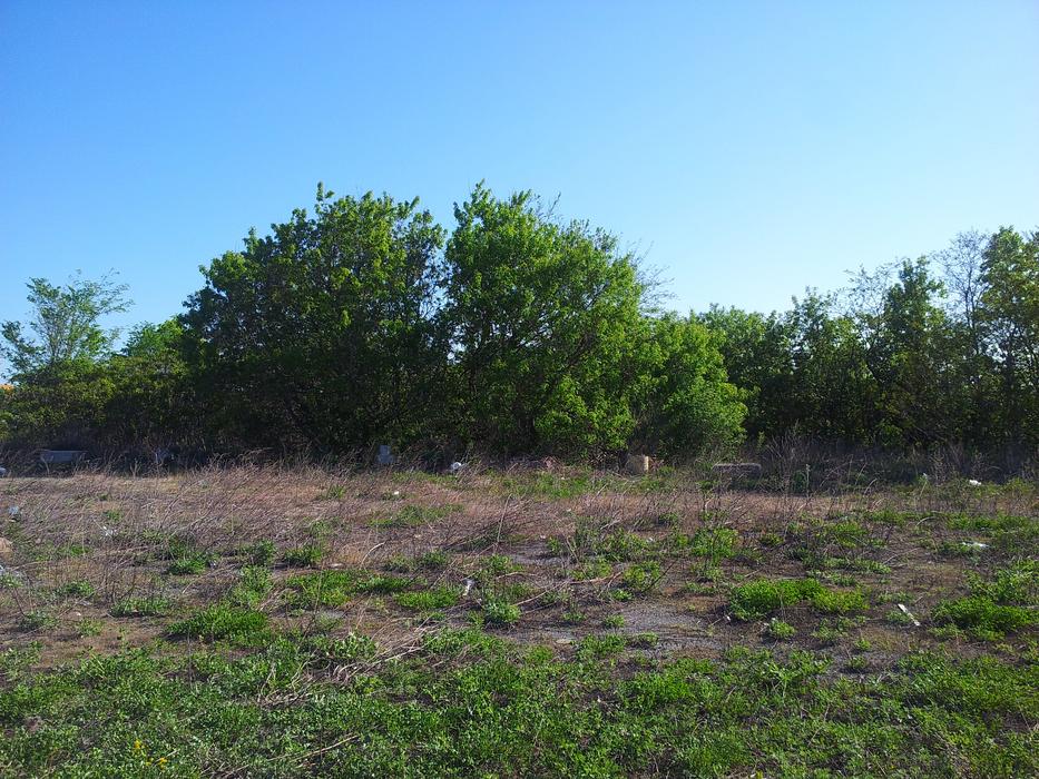 Trees Tree Grass Corn