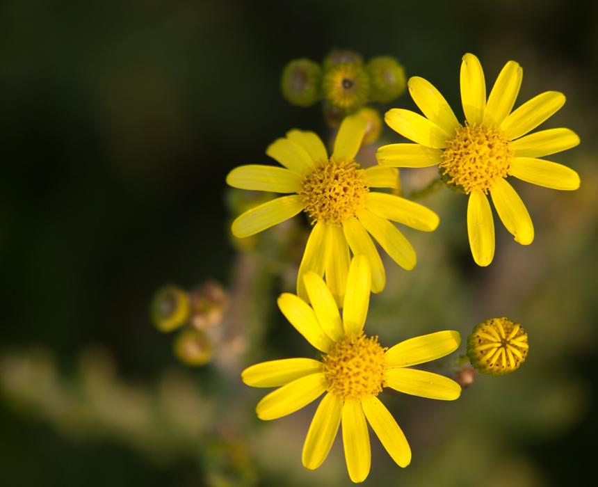 Yellow Flowers and buds at blur background