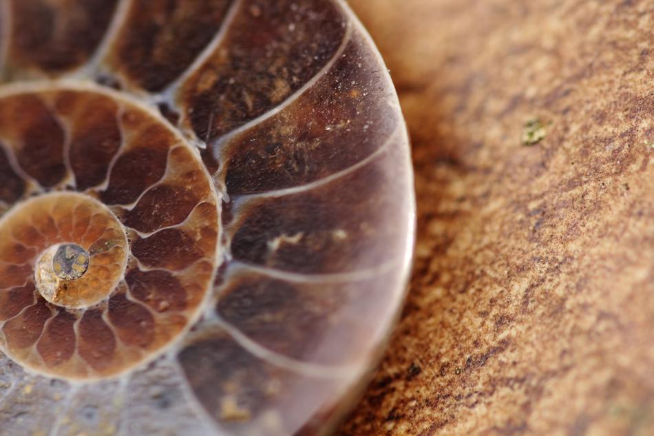 Close-up of the colorful, shiny shell fossil