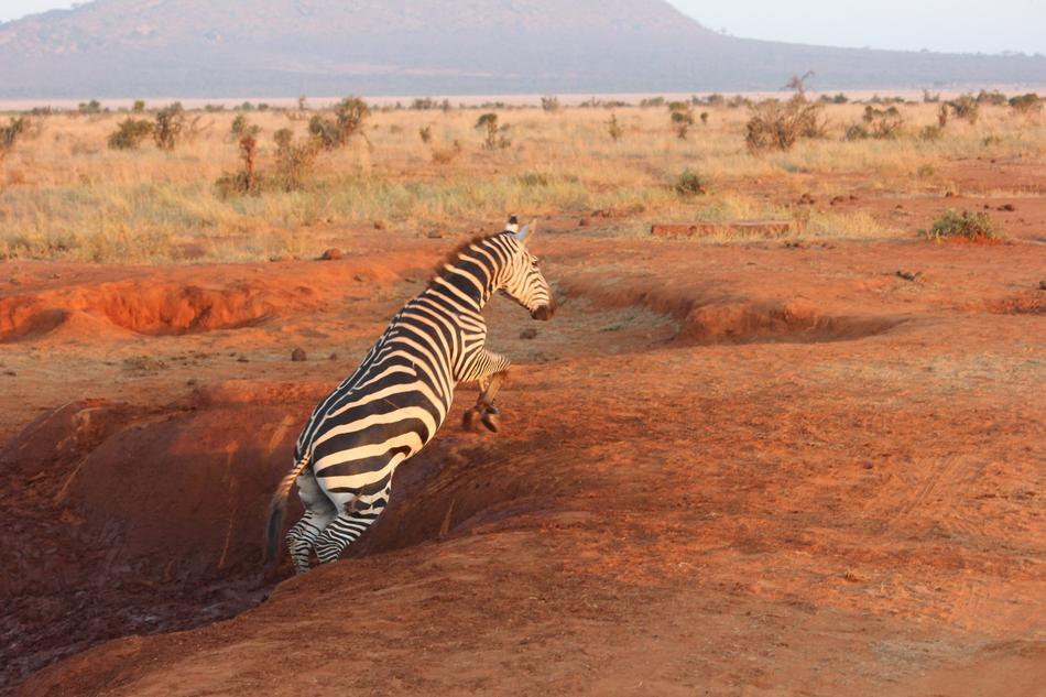 zebra jumping in the wild