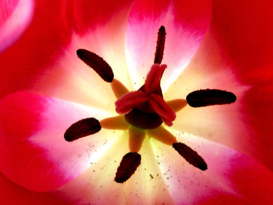 incredibly beautiful Tulip Inside
