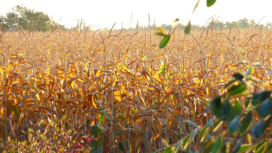 Field But Sunny