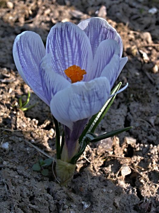 extraordinarily beautiful Colchicum Blue Flower