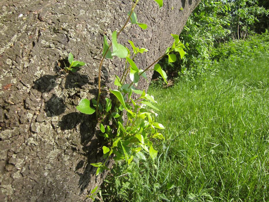Hope Growth plants