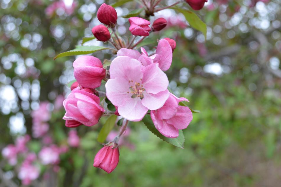 Close-up of the beautiful and colorful bunch of flowers on the cherry trees, in the spring
