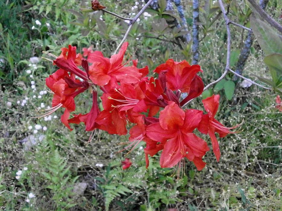 Close-up of the beautiful, red Azalea flowers among the other plants, in the early summer