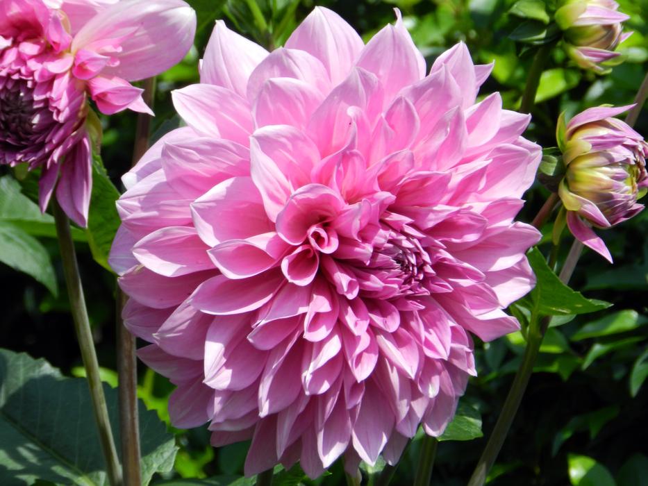 impressively beautiful Flower Garden
