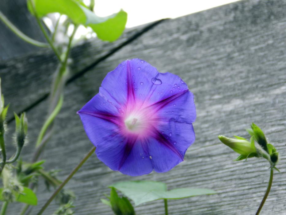 ravishing Silvestre Flower