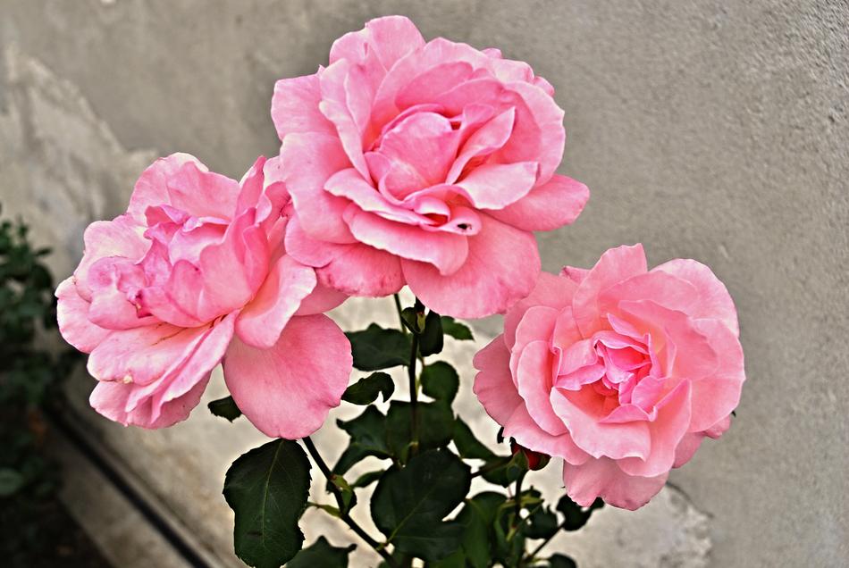 three pink Roses at grey grunge background