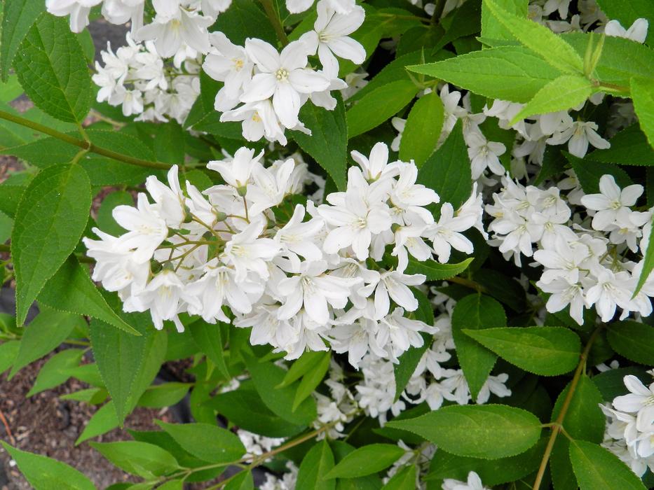 extraordinarily beautiful Bush White