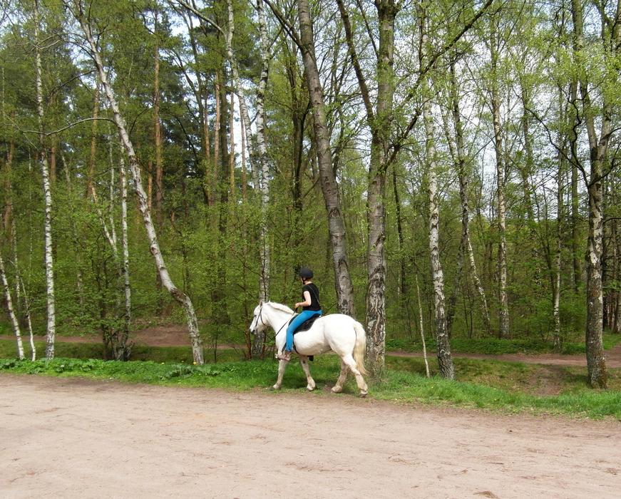 Person riding on the beautiful white horse, near the green trees