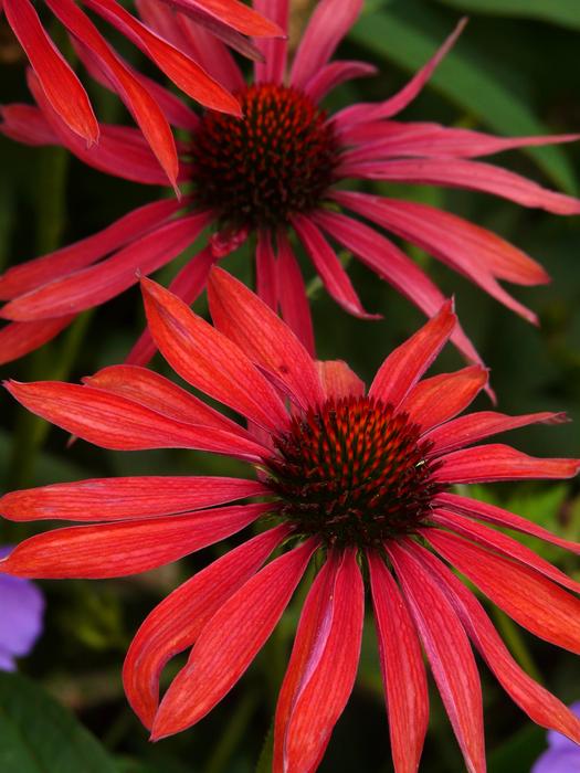 Flower Red astra close-up on blurred background
