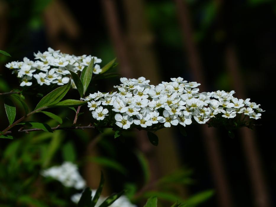 Close-up of the beautiful Spiraea Arguta plant with white and green flowers and leaves