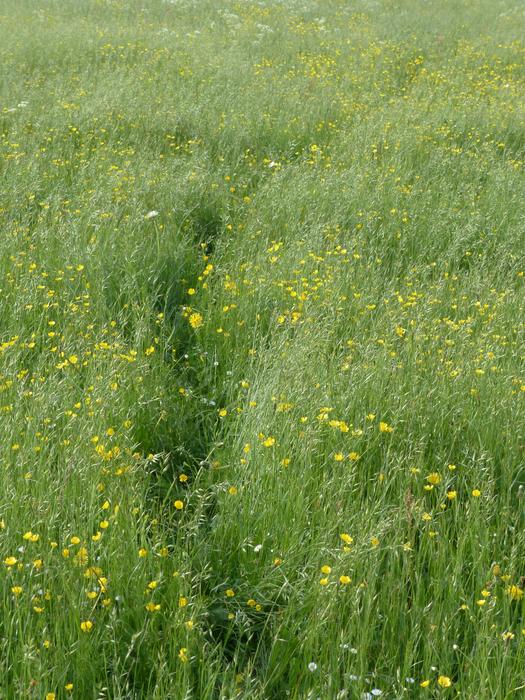 Meadow Flower Spring