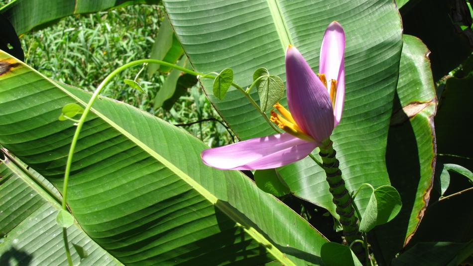 perfect Banana Flower