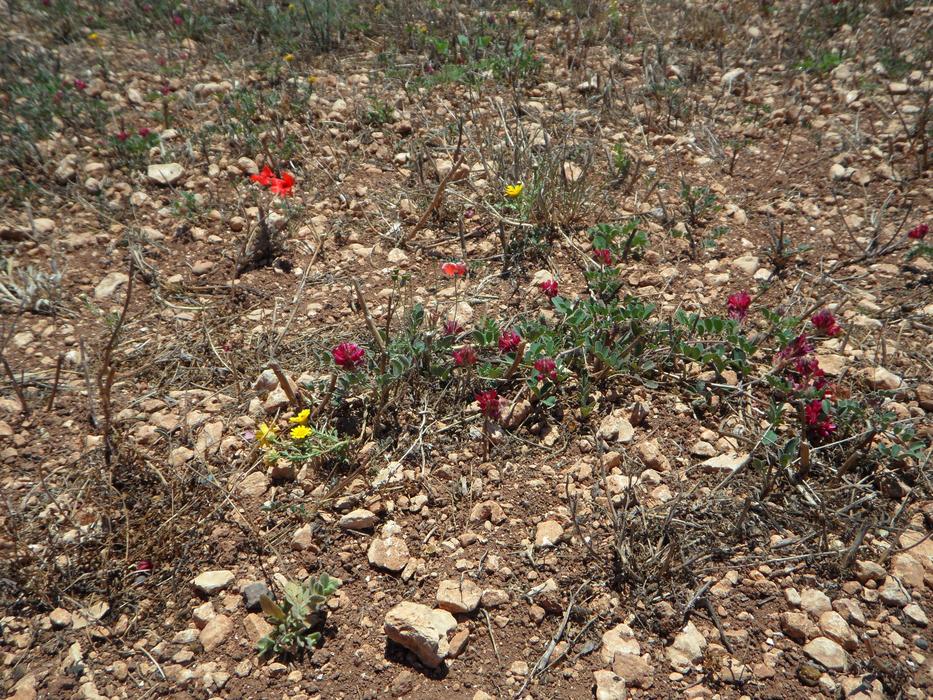 Arable Karg Long flowers