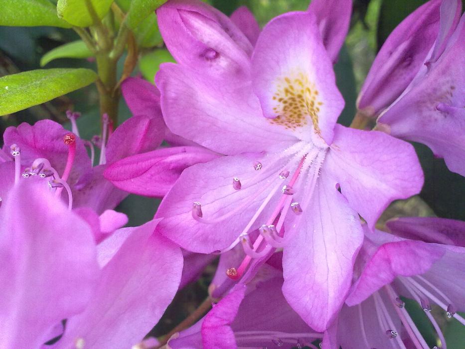 Rhododendron Vernal Light close-up