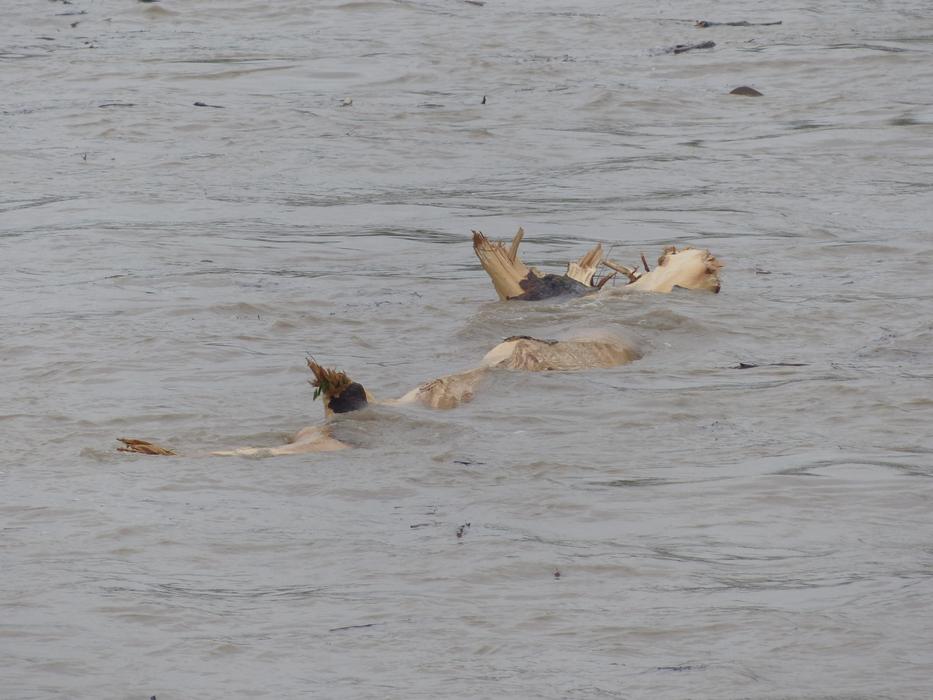 Drift Wood in High Water River