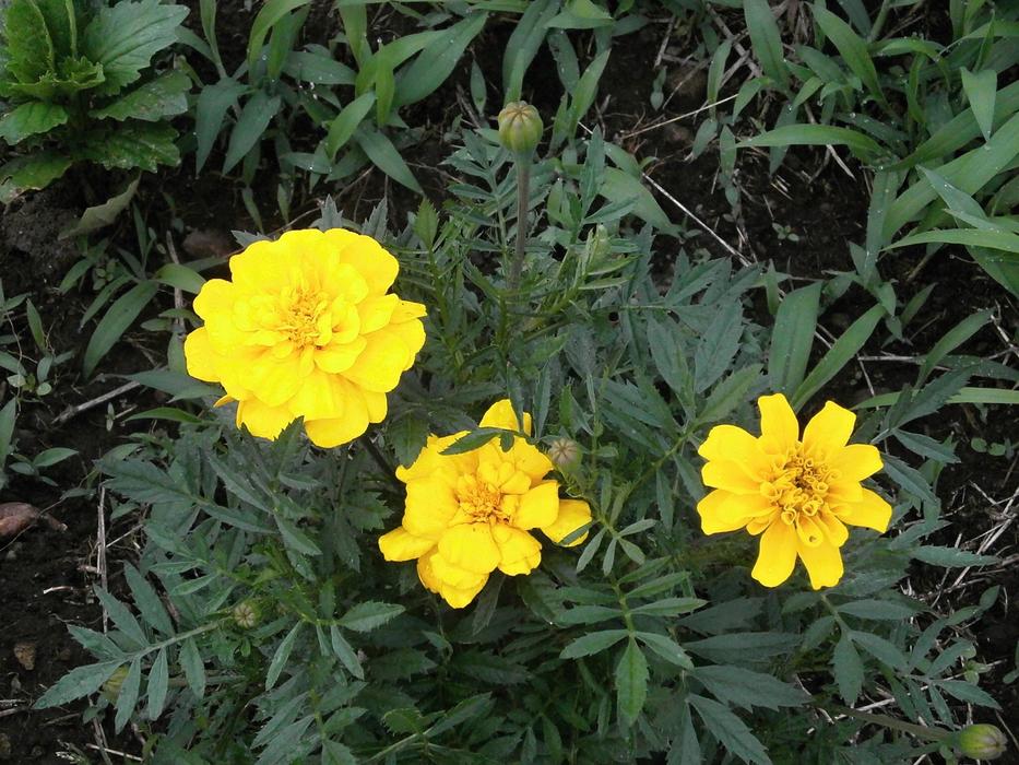 Marigold Yellow Flowers at Summer