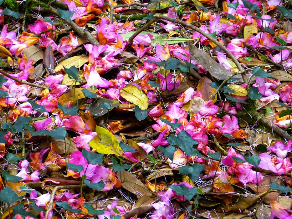 Petals Of Multicolored Shades Of Red