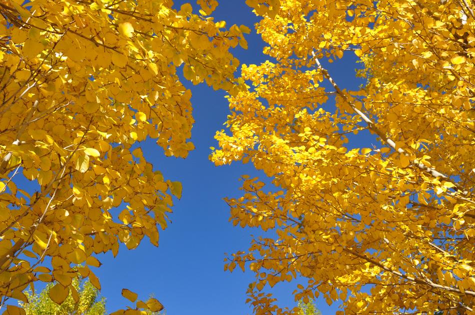 The Leaves Autumn Huai Yang