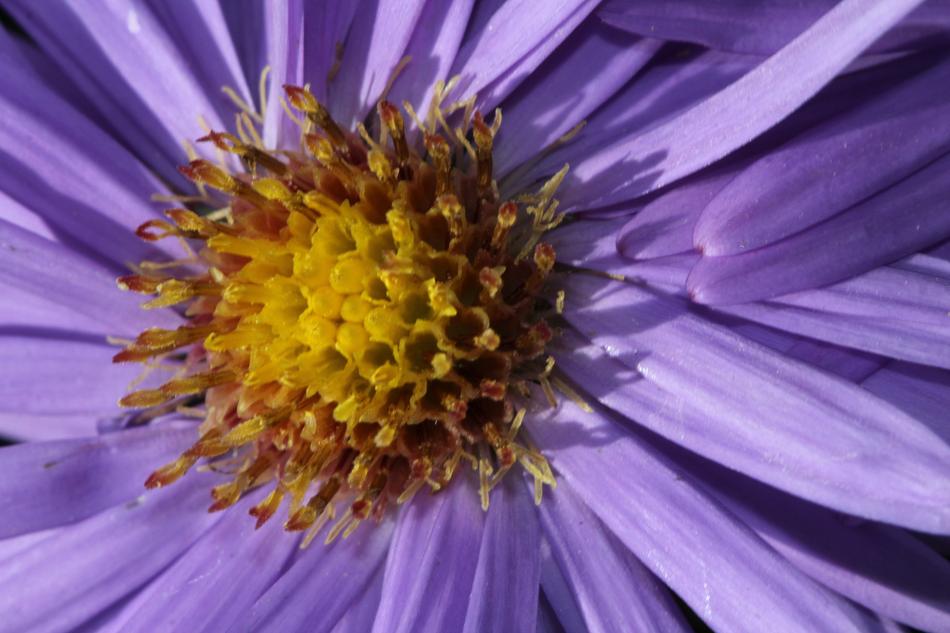 pollen on the yellow core of a purple flower