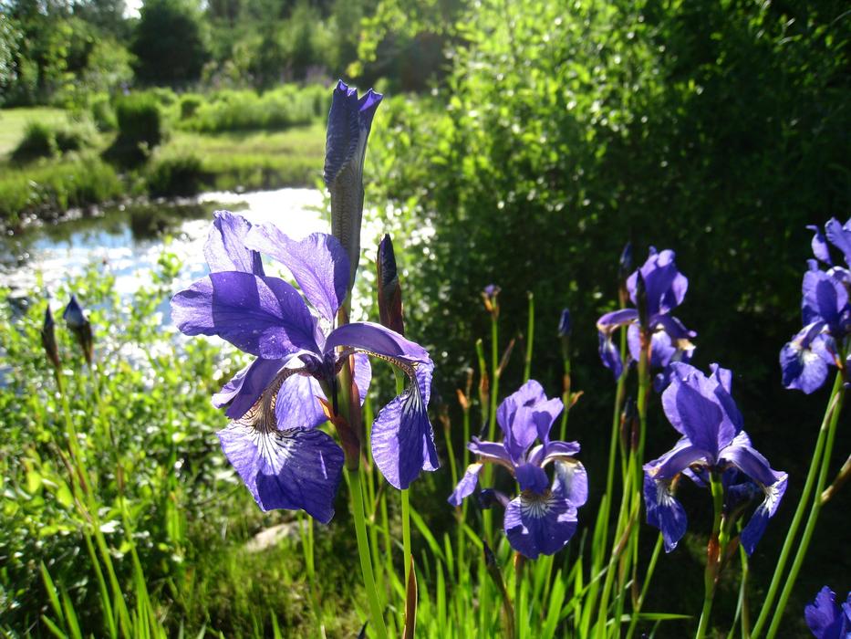 Strandiris Grass at Summer