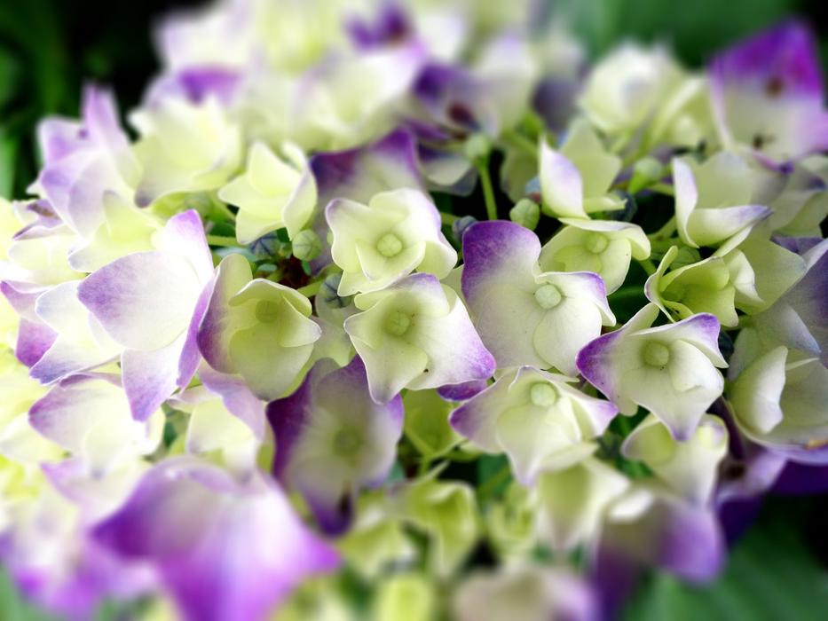 Close-up of the beautiful, purple, green, yellow and white hydrangea flowers in light