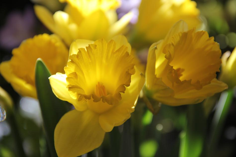 Daffodils Flowers Yellow Close Free Image Download