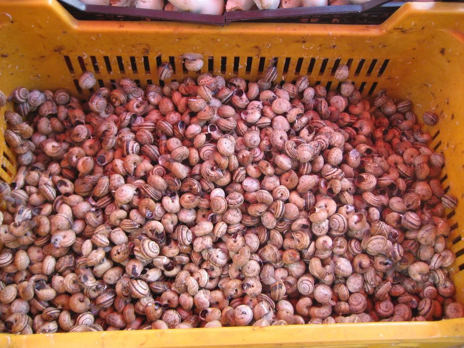 plastic box with snails on the store counter
