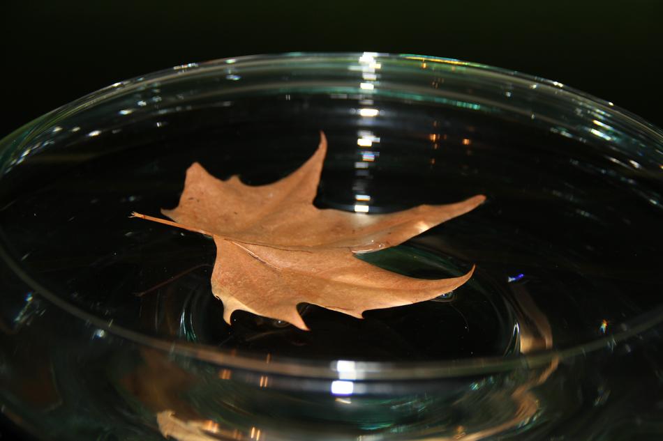 Shell sheet in water