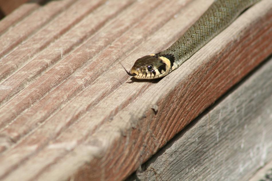 Grass Snake on wooden boards