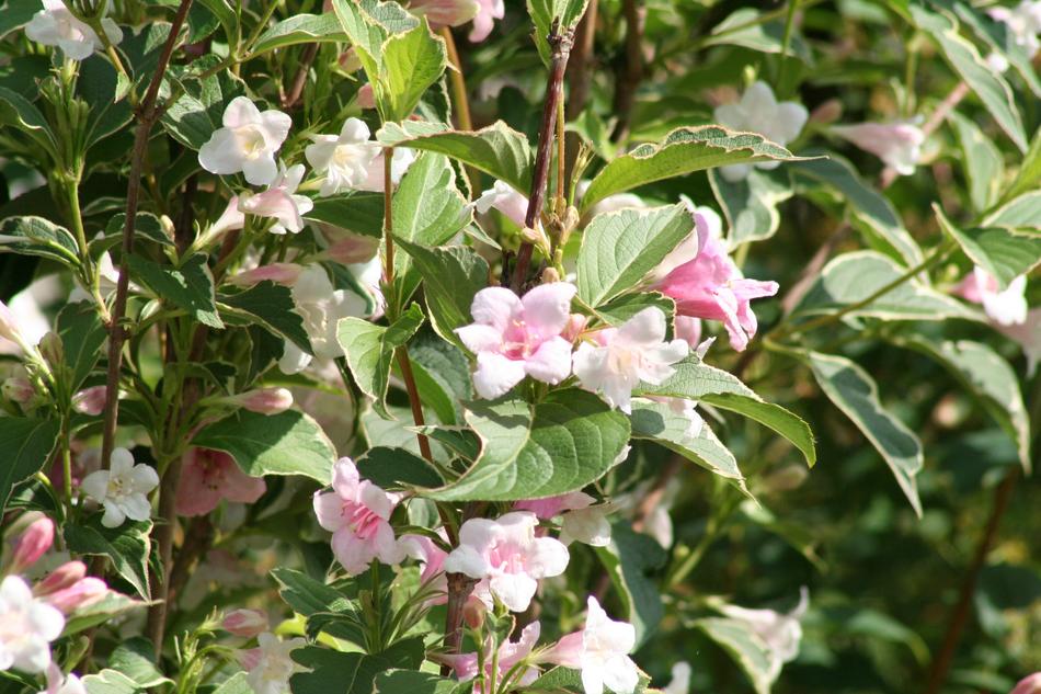 incredibly beautiful Weigela Bush
