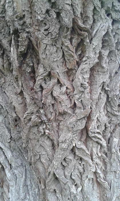 Close-up of the structure of the tree bark, with shapes