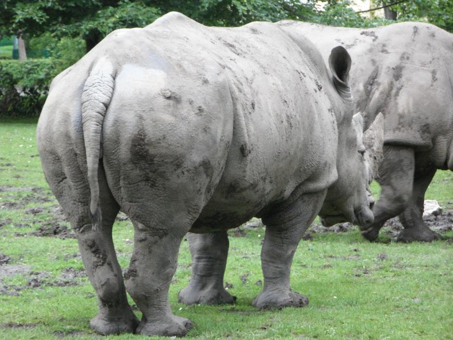 two Rhinoceroses on lawn in Zoo