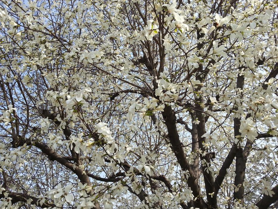 Beoc Flowers Wood Spring